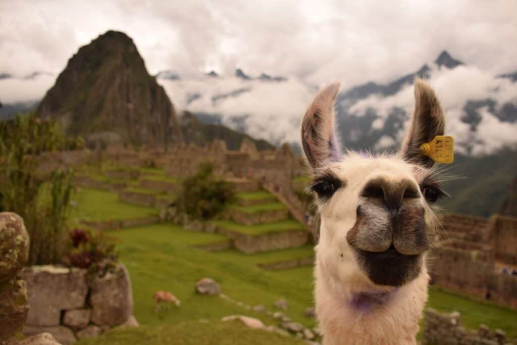 LLama framför kameran med Machu Picchu i bakgrunden