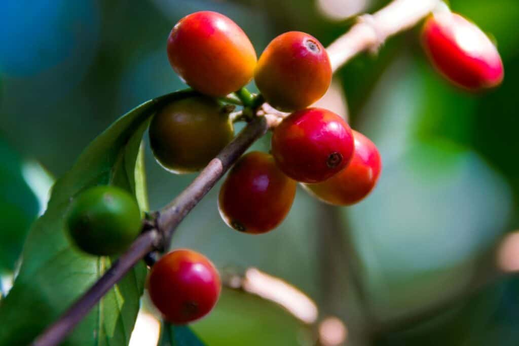 närbild på röda kaffebönor som växer i Guatenala